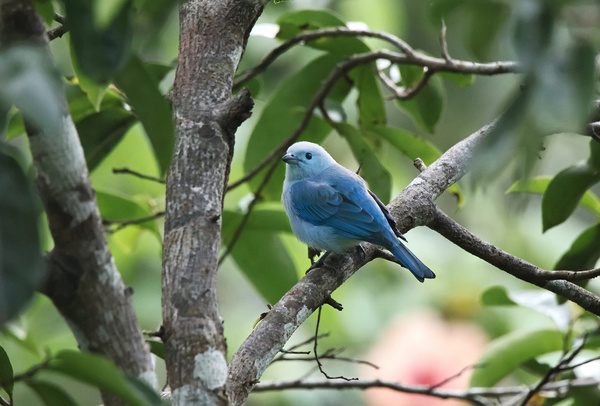 Blue Gray Tanager
