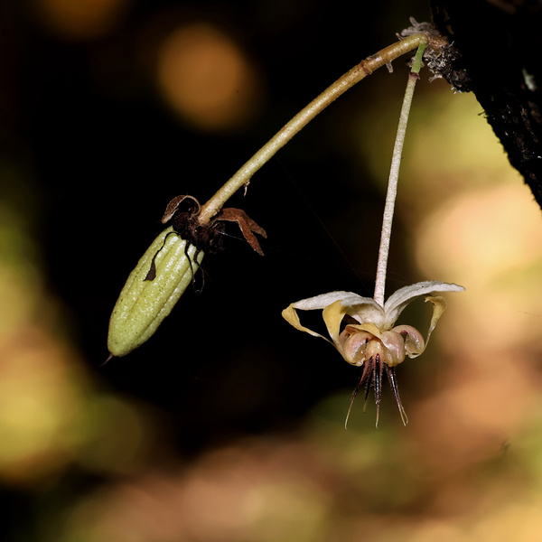 Cacao Fruit & Flower