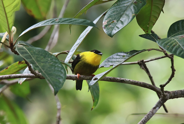 Golden-collared Manakin
