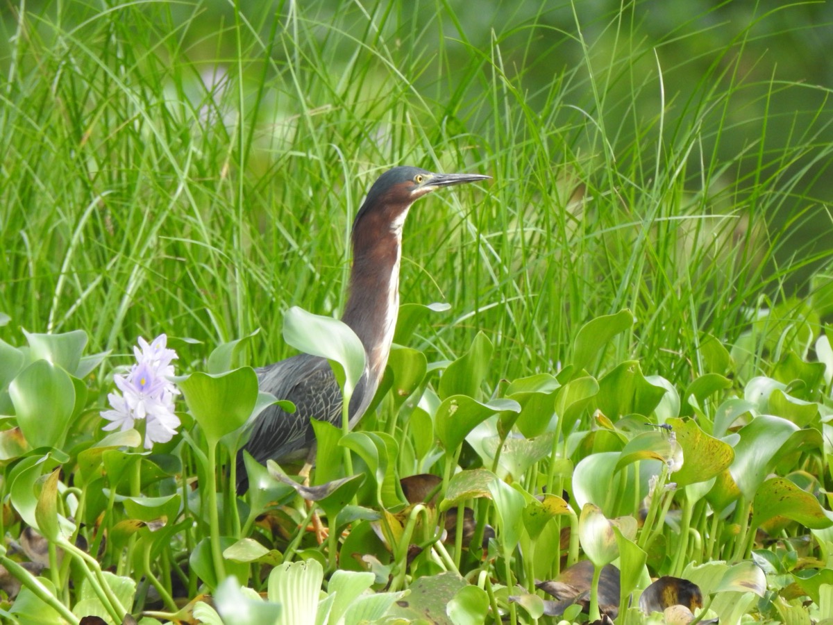Green Heron in Wetlands