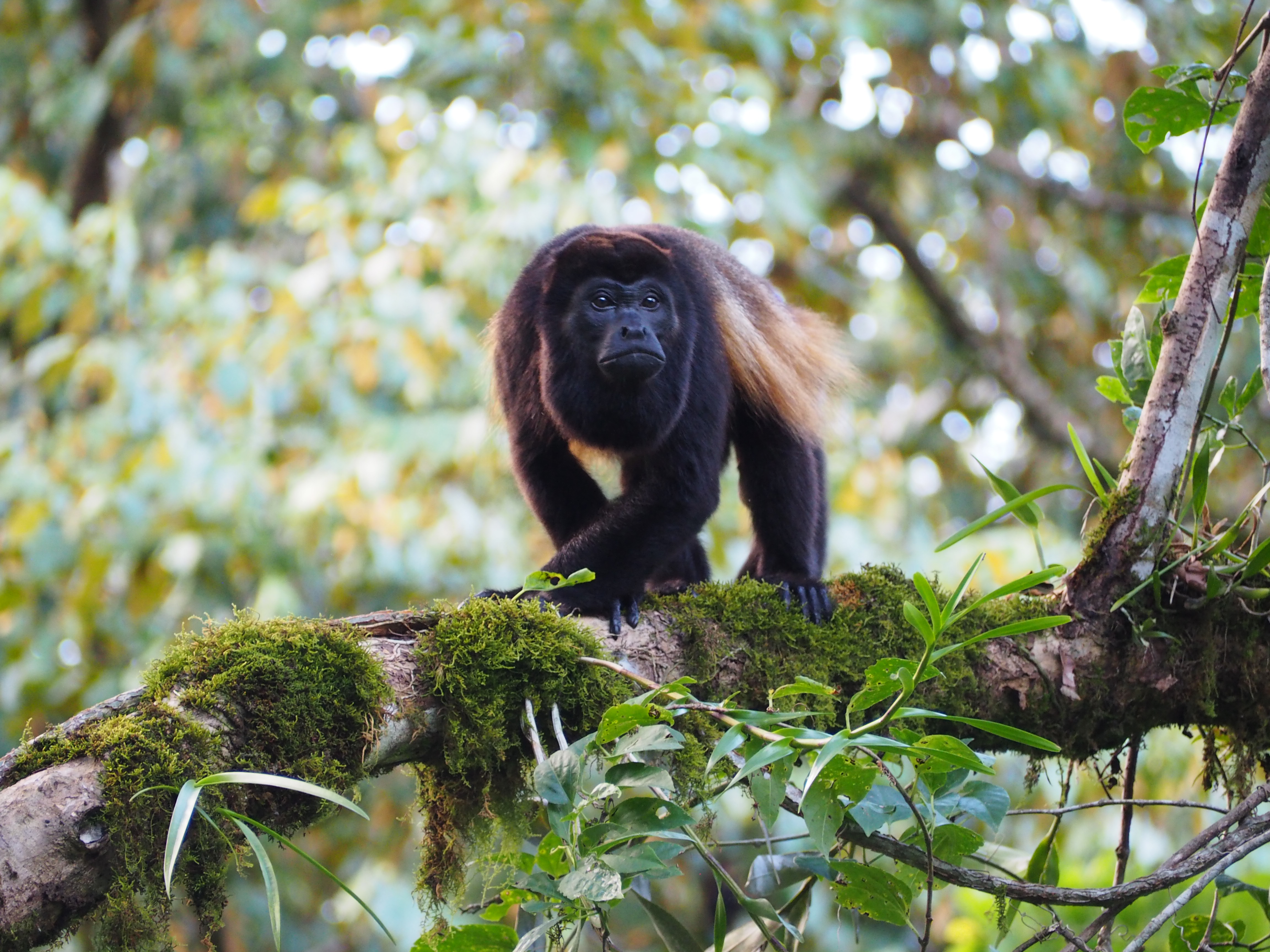 Howler Monkey