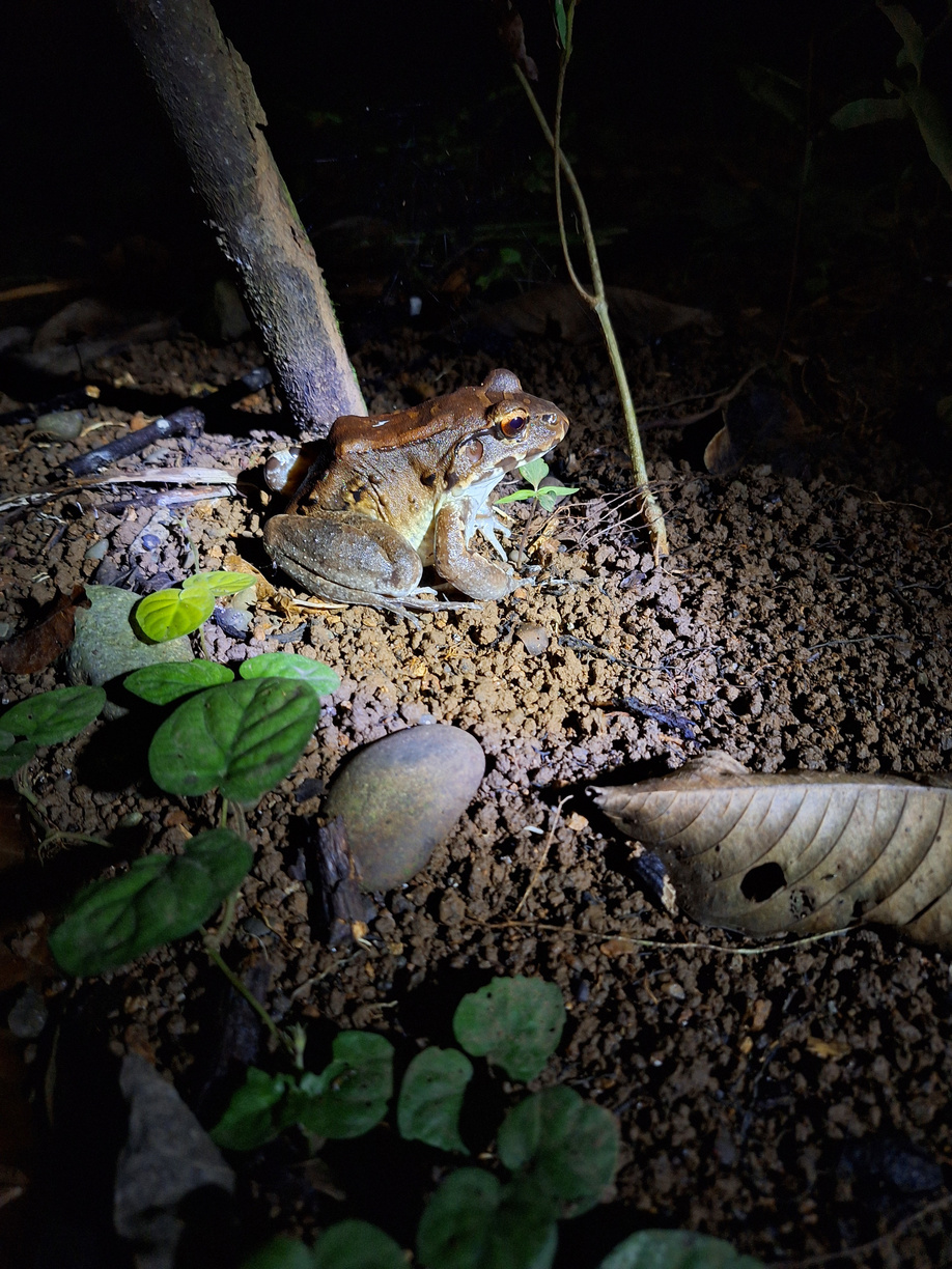 Kinkajou