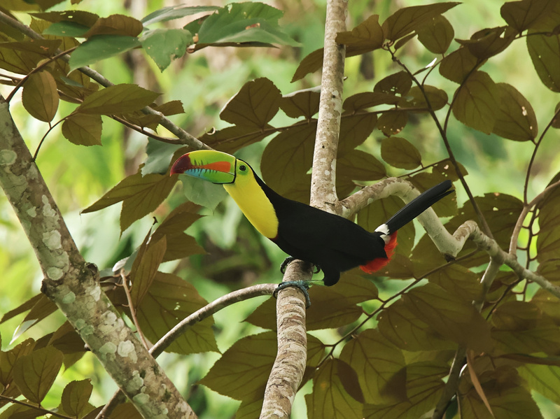 Keel-billed Toucan