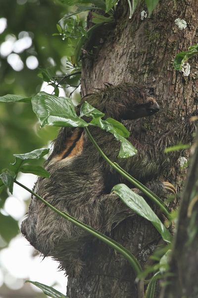 Male Sloth Close-up