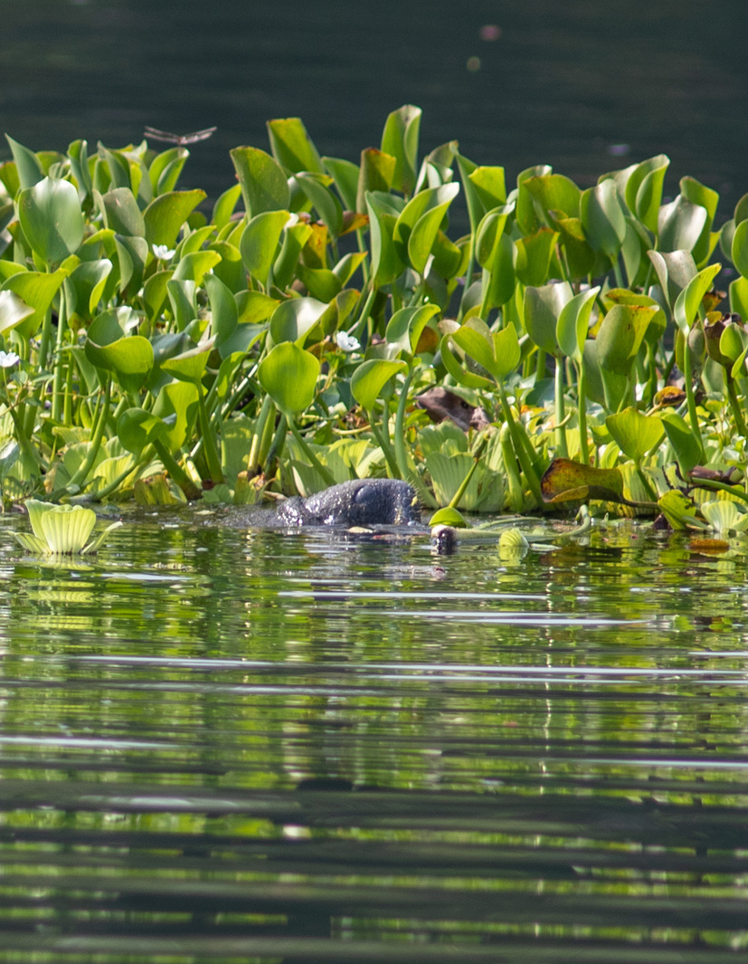 Manatees