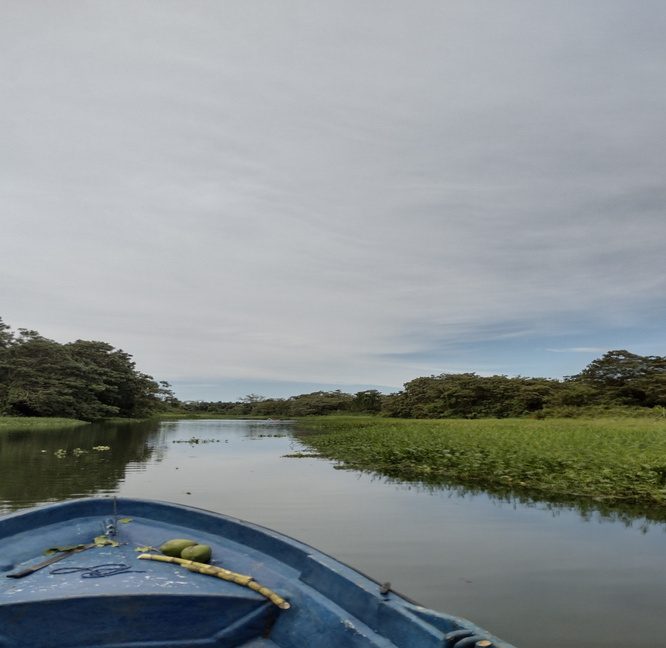 Boat in mangrove water