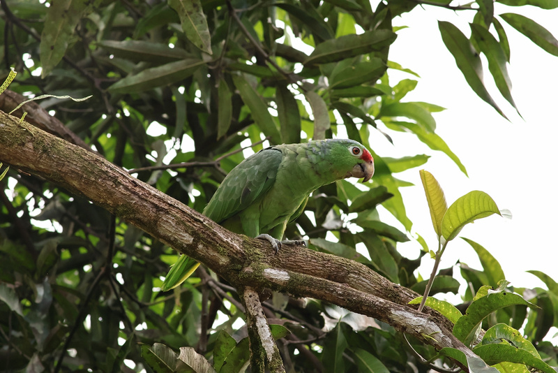 Tropical Parrot