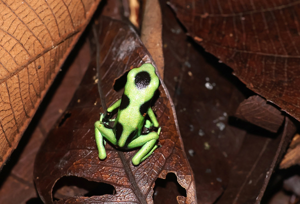 Green and Black Poison Dart Frog