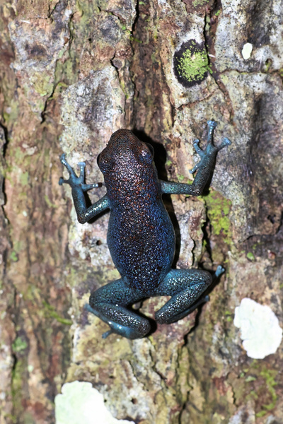Blue-Black Poison Dart Frog