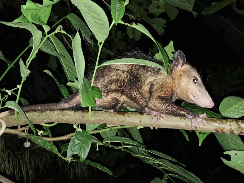 Nocturnal Wildlife