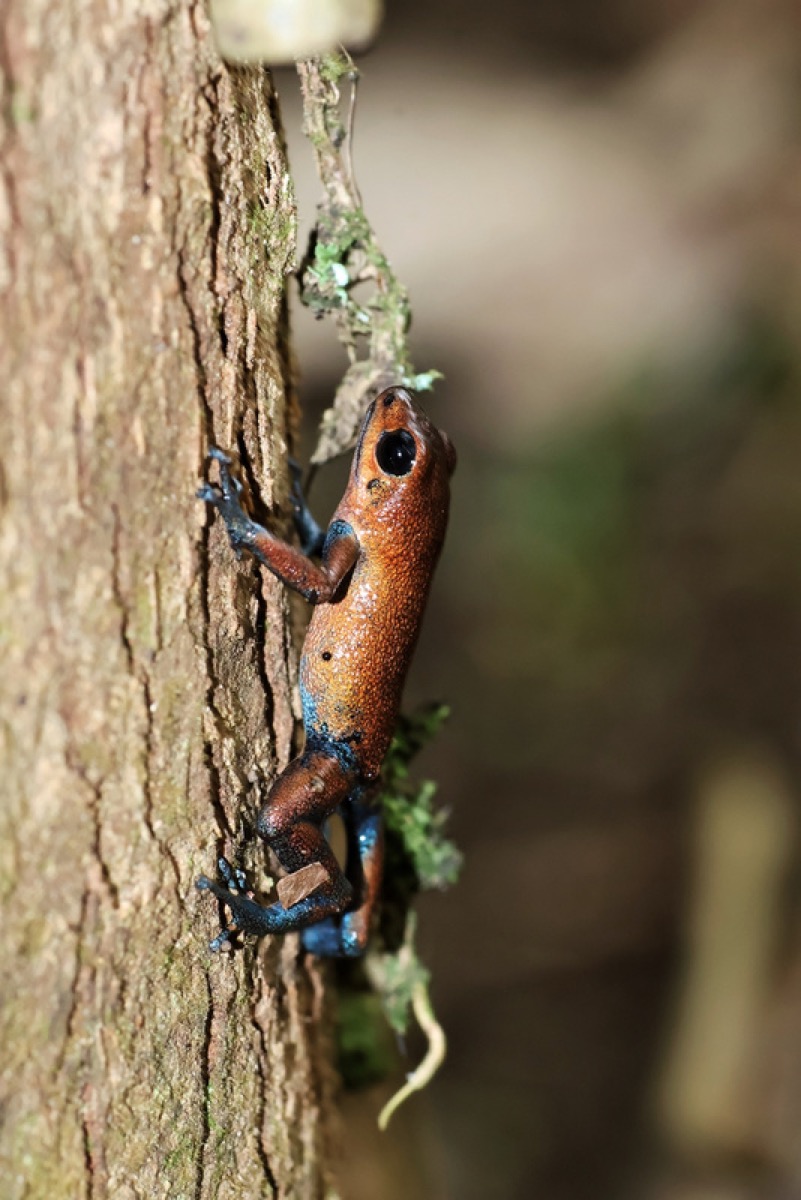 Frog Spotting in the Jungle