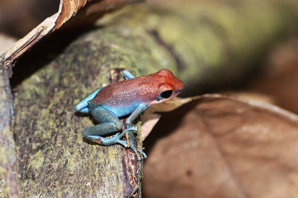 Strawberry Poison Dart Frog