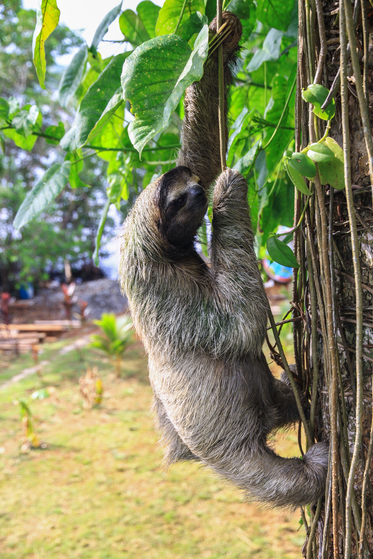 Sloth Spotting Experience