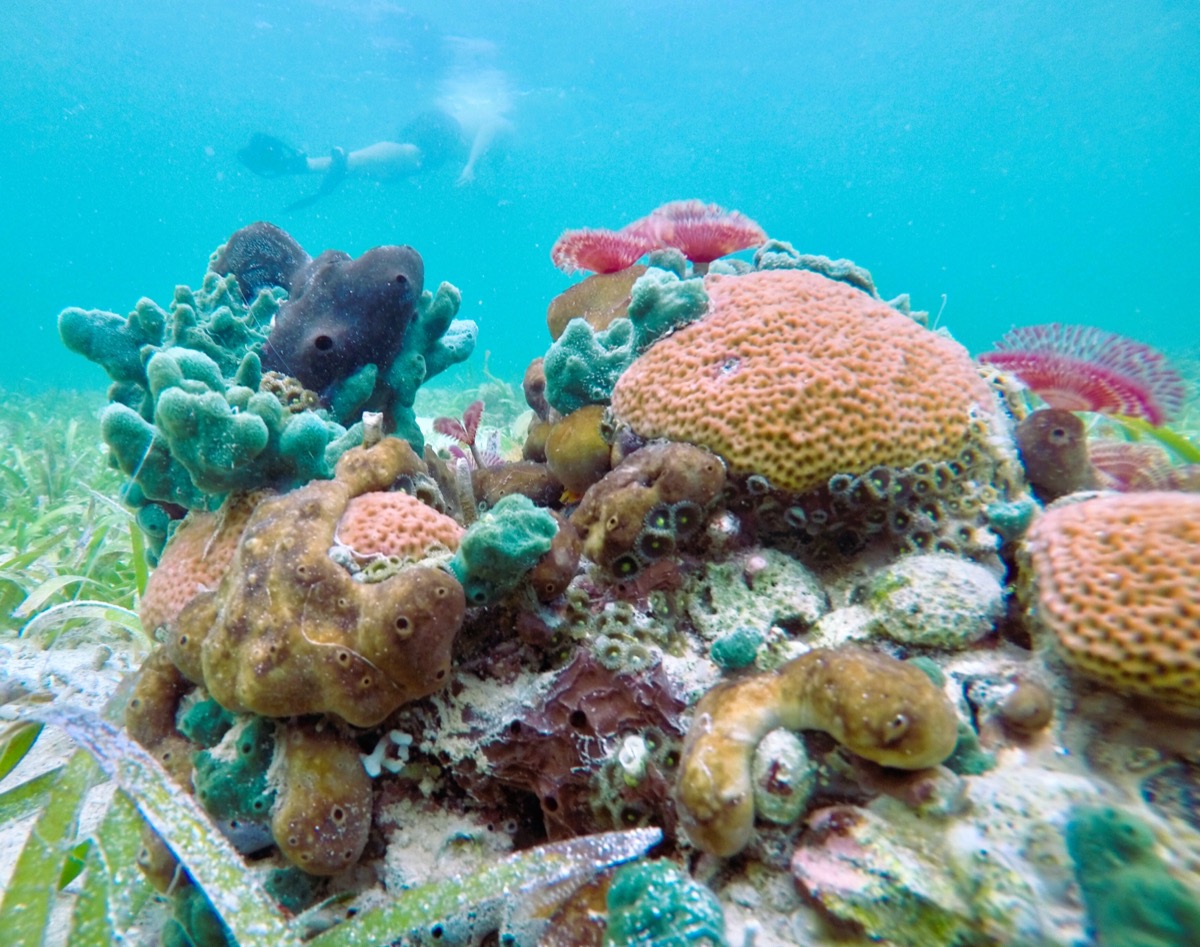 Local Guide Capitán Papito's Secret Snorkeling Experience away from the crowds