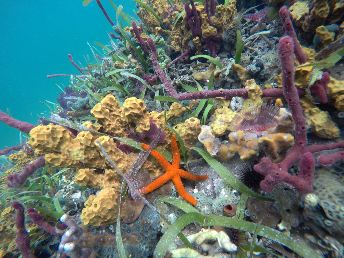 Dolphin Bay Mangrove Snorkel