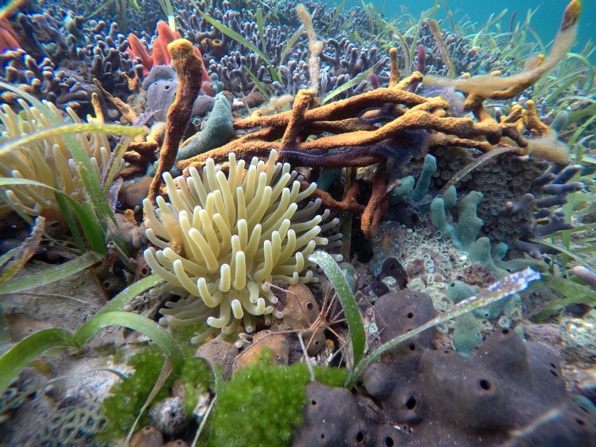 Colorful Anemone and Coral Reef Snorkeling in Panama