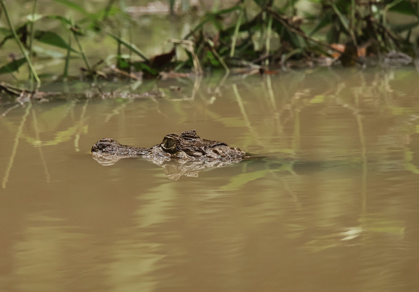 Caiman Pond