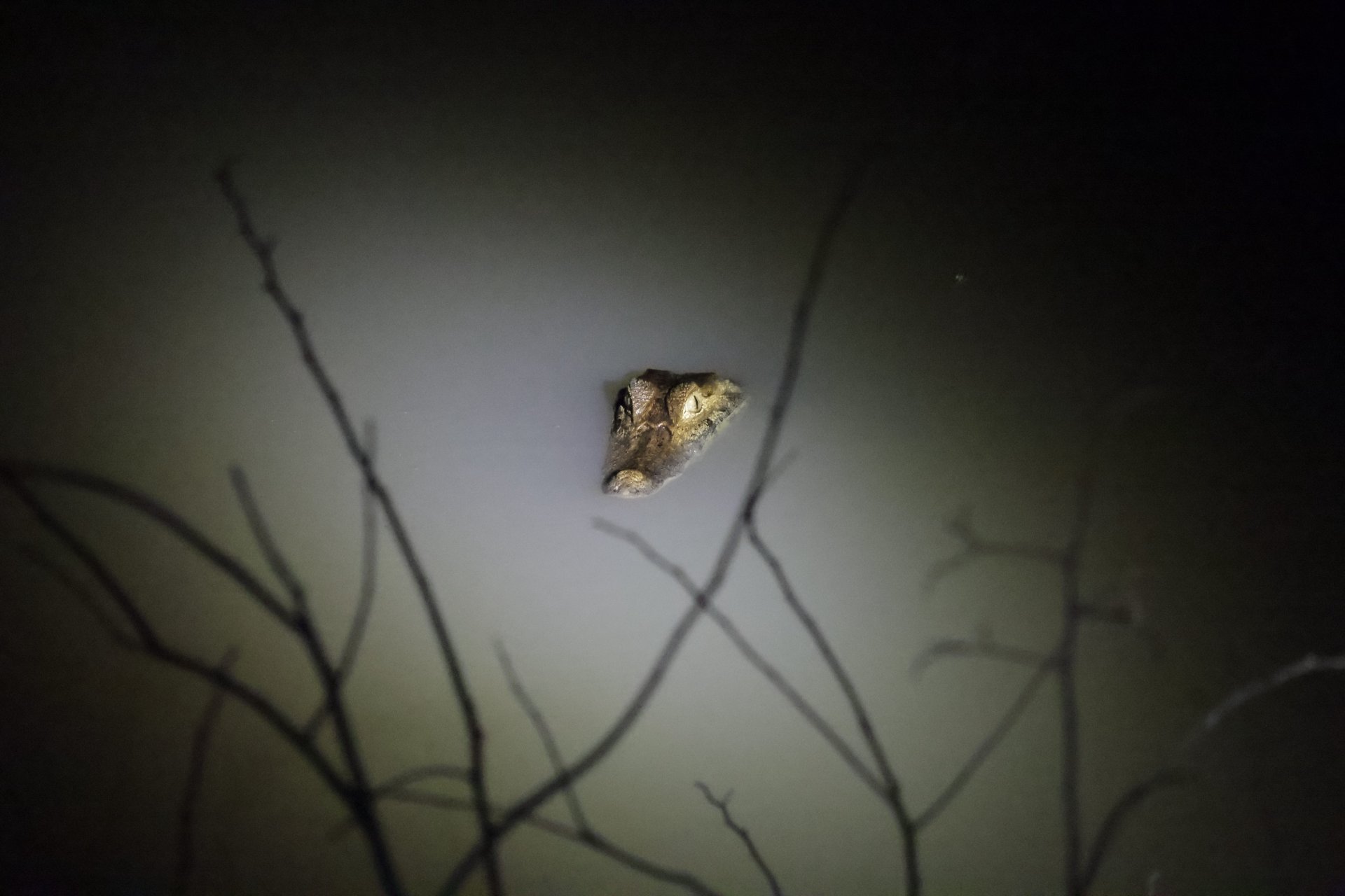 Caiman at Night