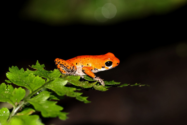 Poison Dart Frogs