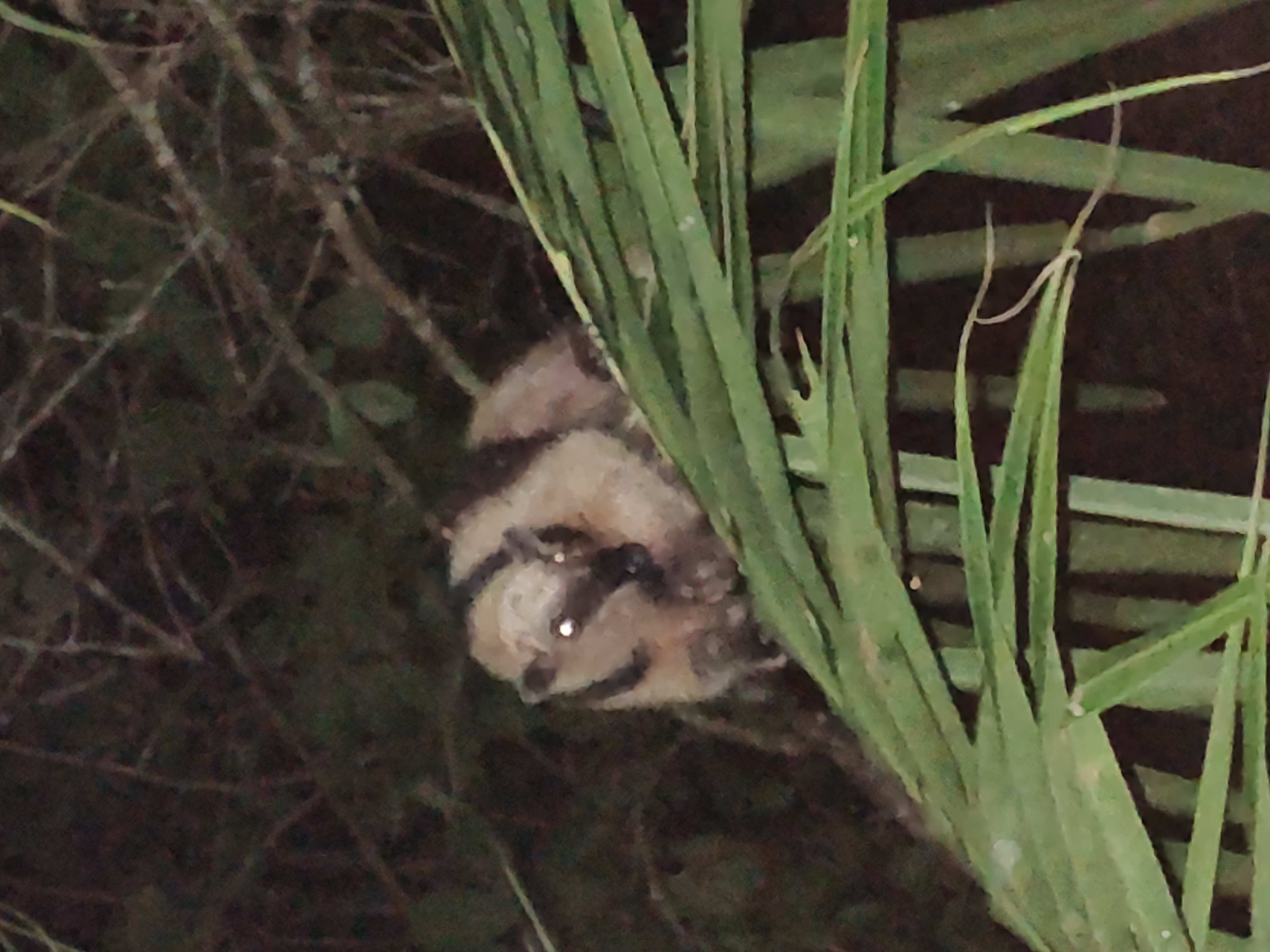 Tamandua (Anteater)