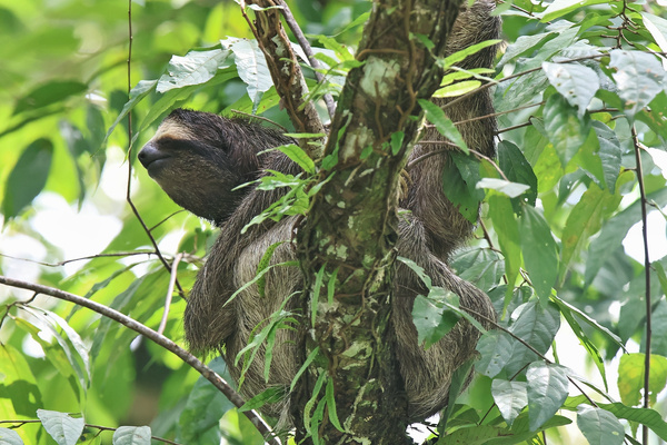 Three-toed Sloth in Canopy