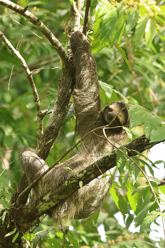 Sloth Forest