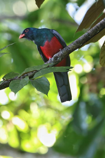Slaty-tailed Trogon
