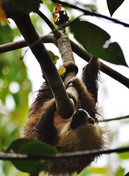 Two-toed Sloth
