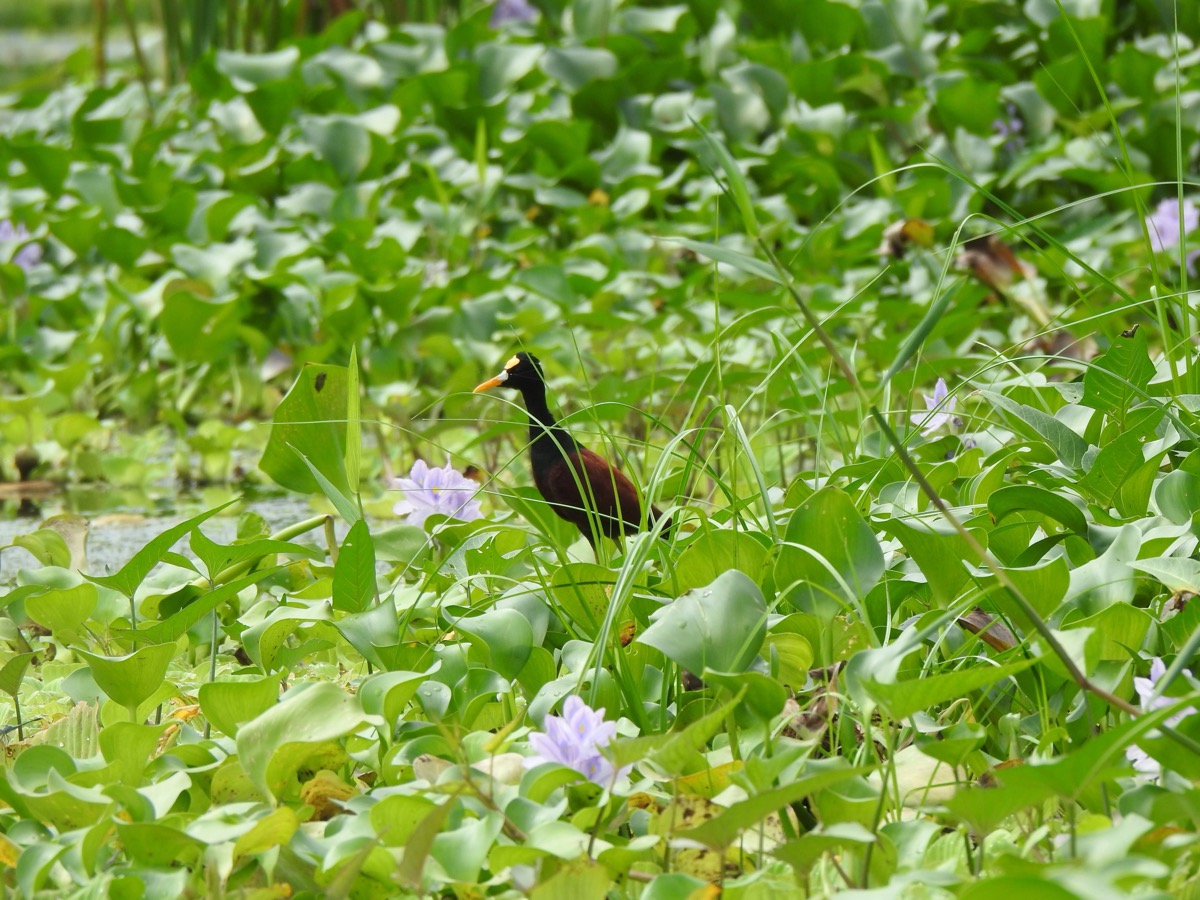 Northern Jacana in Wetlands
