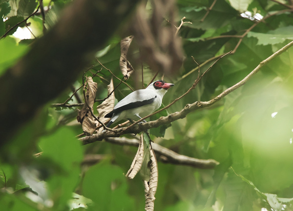Lineated Woodpecker